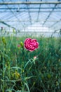 ÃÂ¡ultivation of Dianthus caryophyllus, theÃÂ carnation flowering